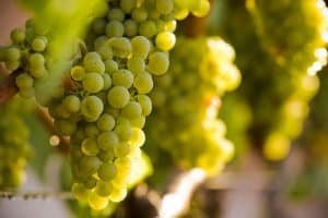 variedad uva bodegas angel